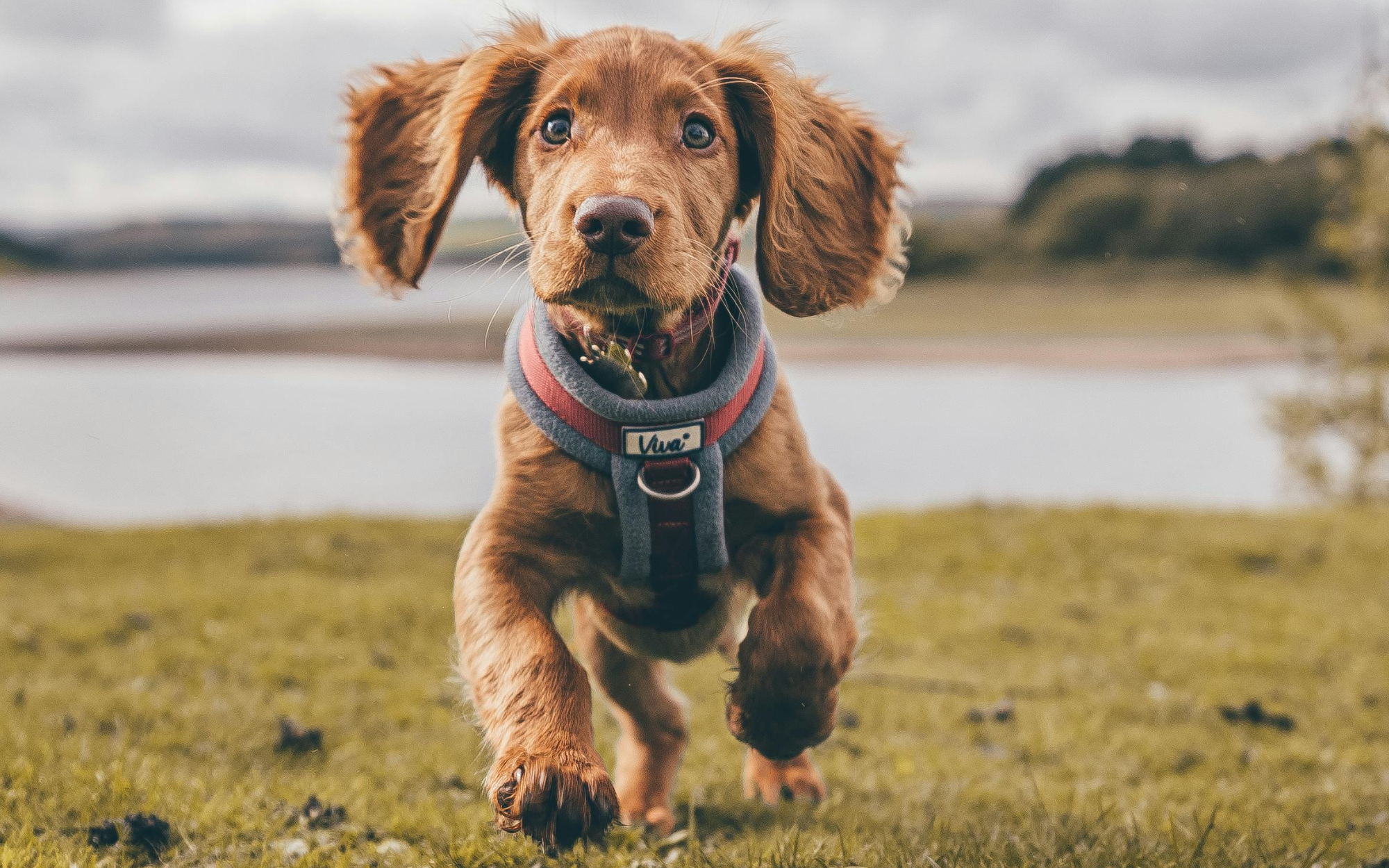 Harnais anti-traction chien Image