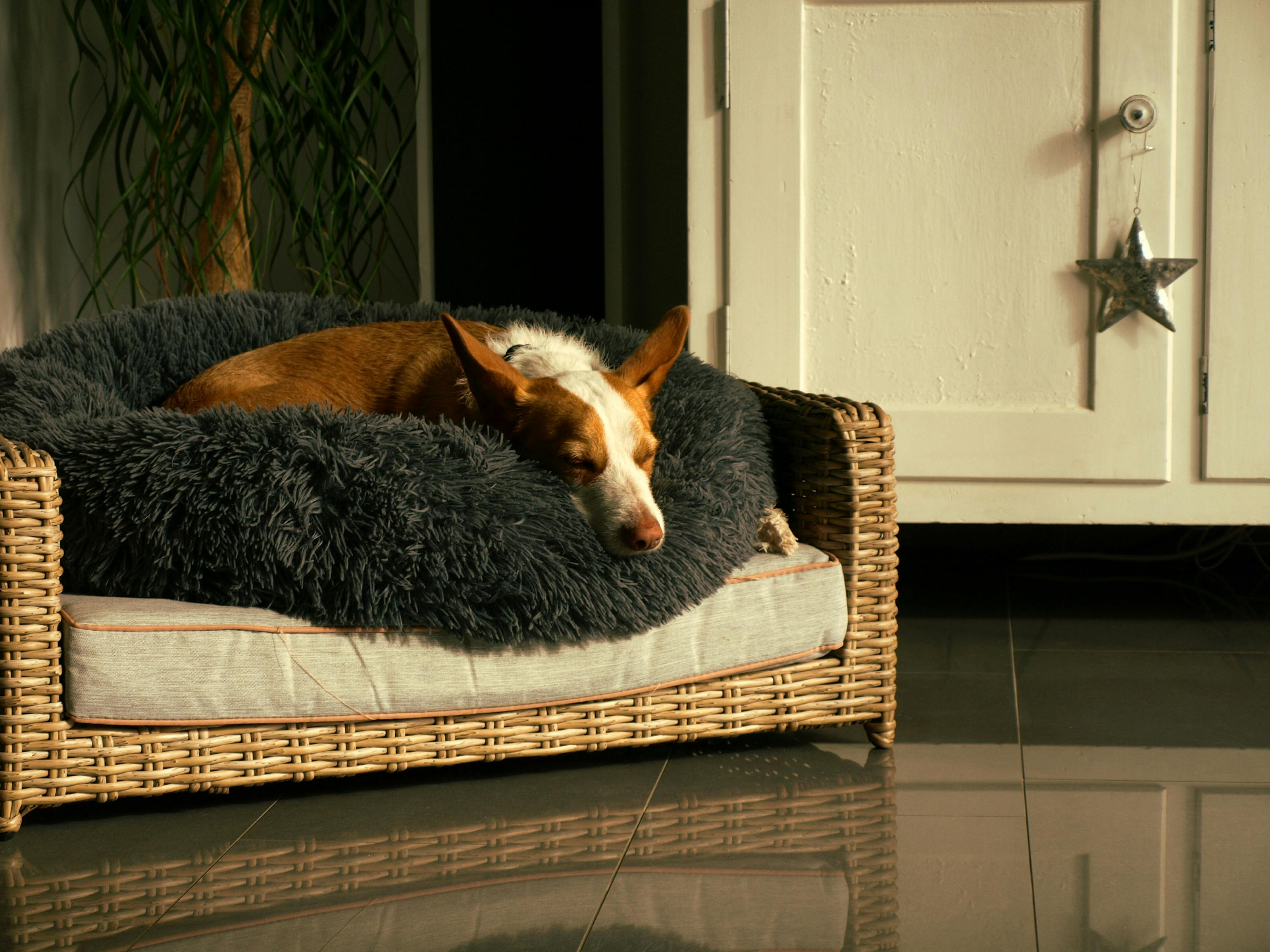 Canapé pour chien Image