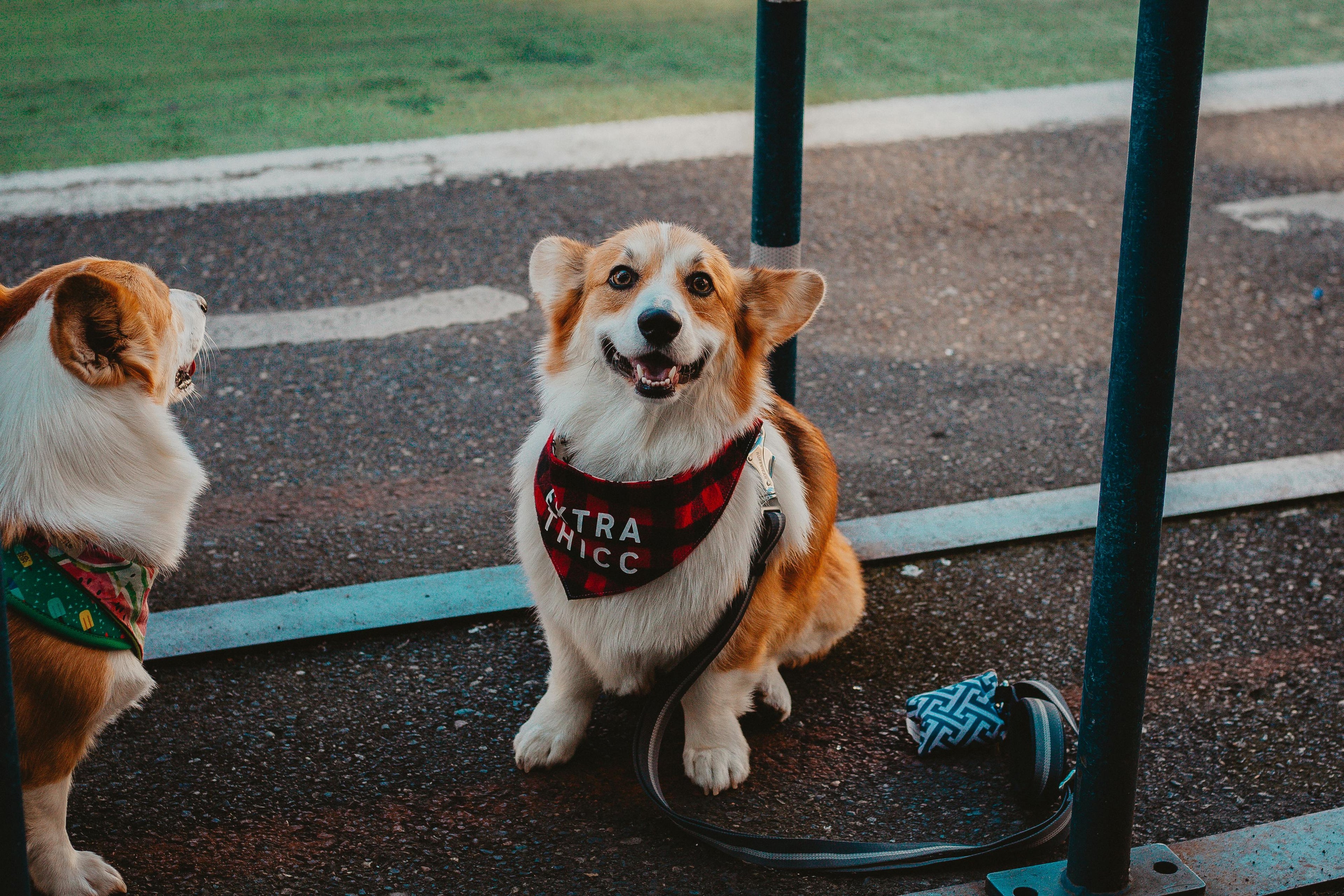 Bandana chien Image