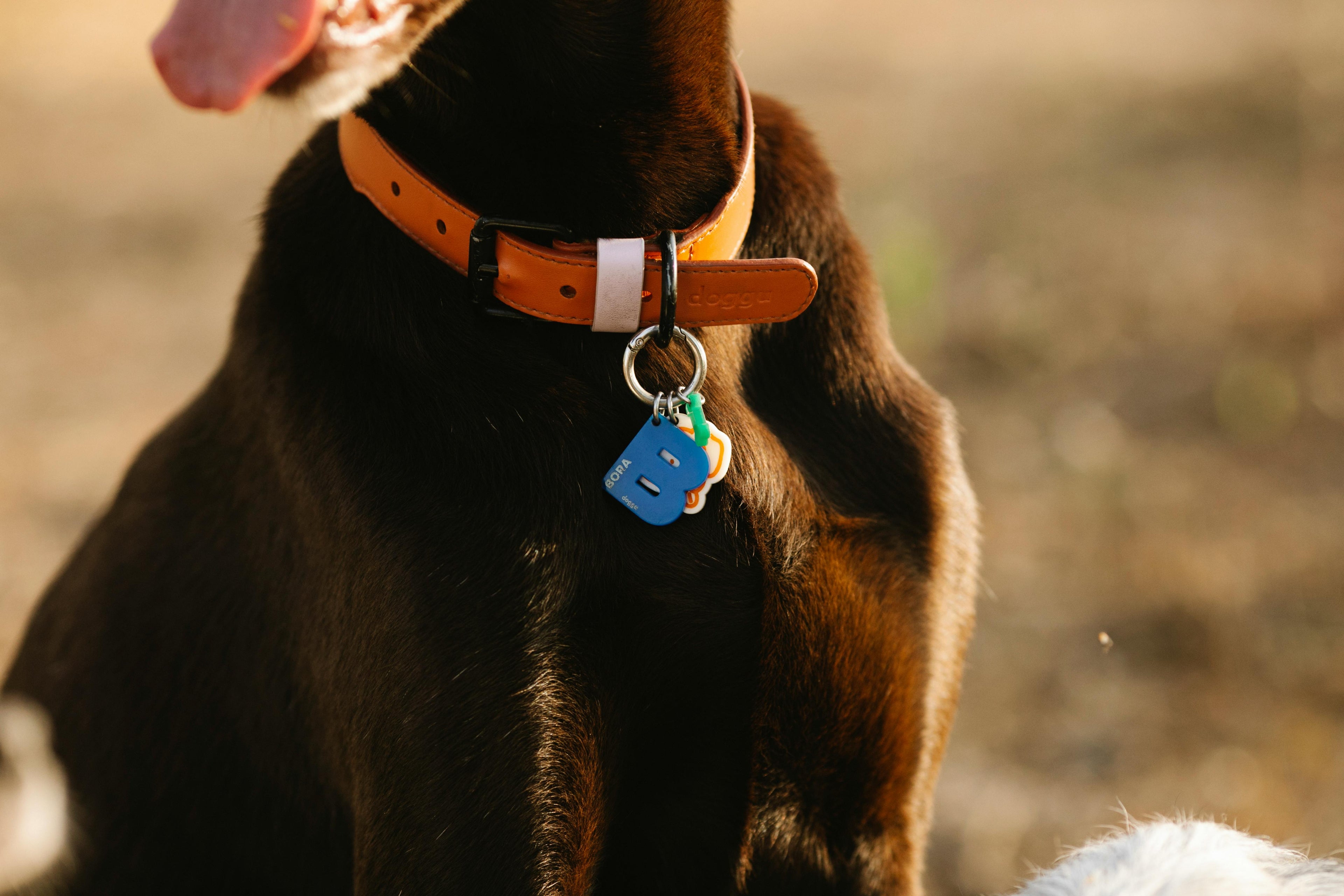 Collier cuir chien Image