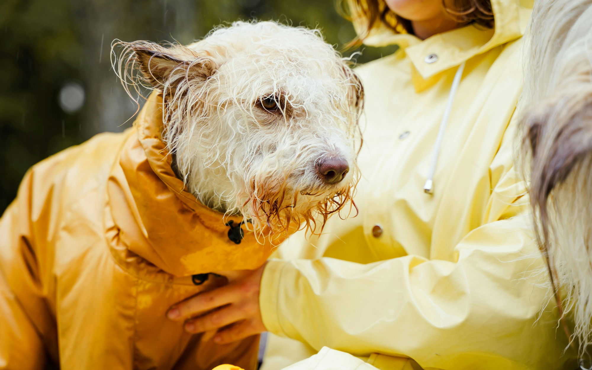 Imperméable chien Image