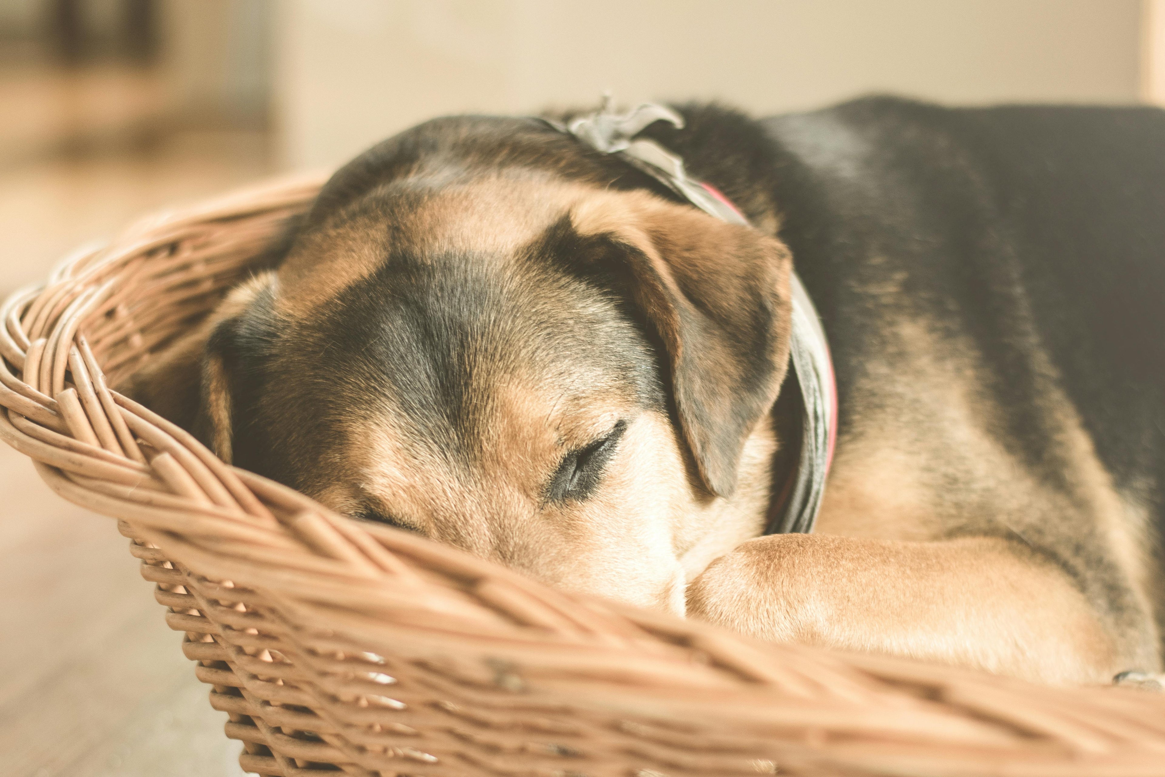 Panier en osier pour chien Image