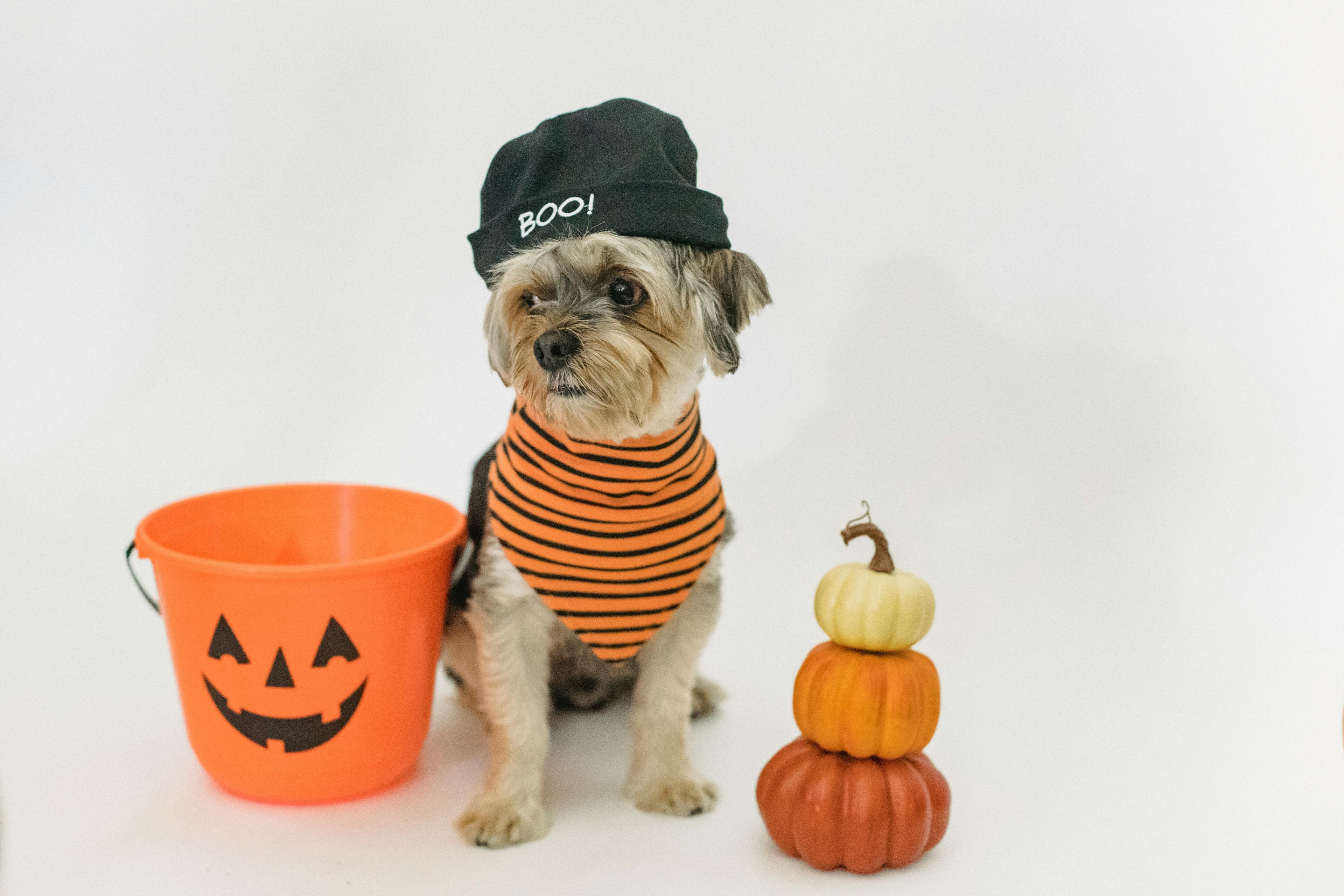 Déguisement chien Halloween Image
