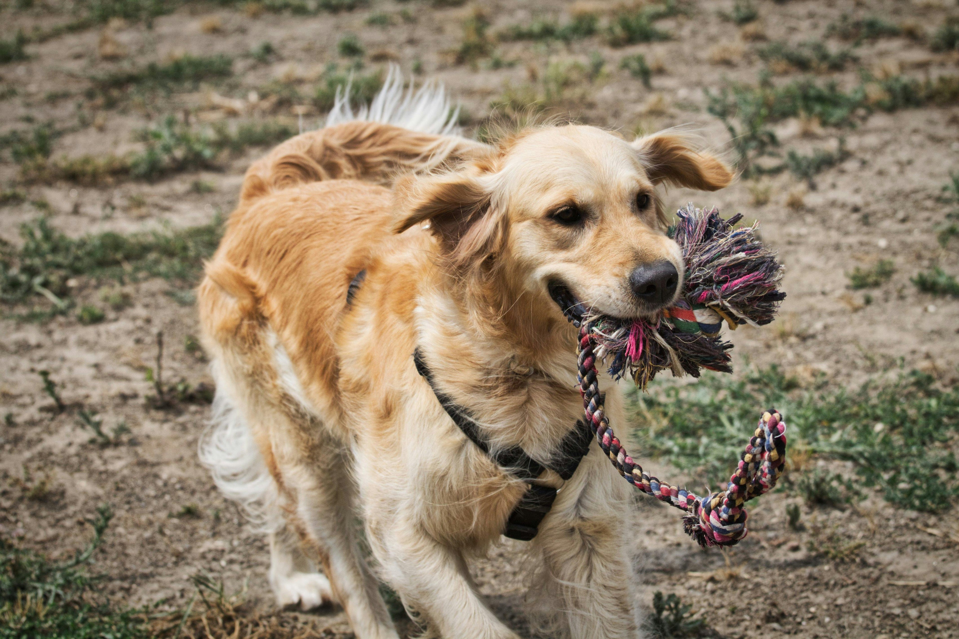 Jouet en corde pour chien Image