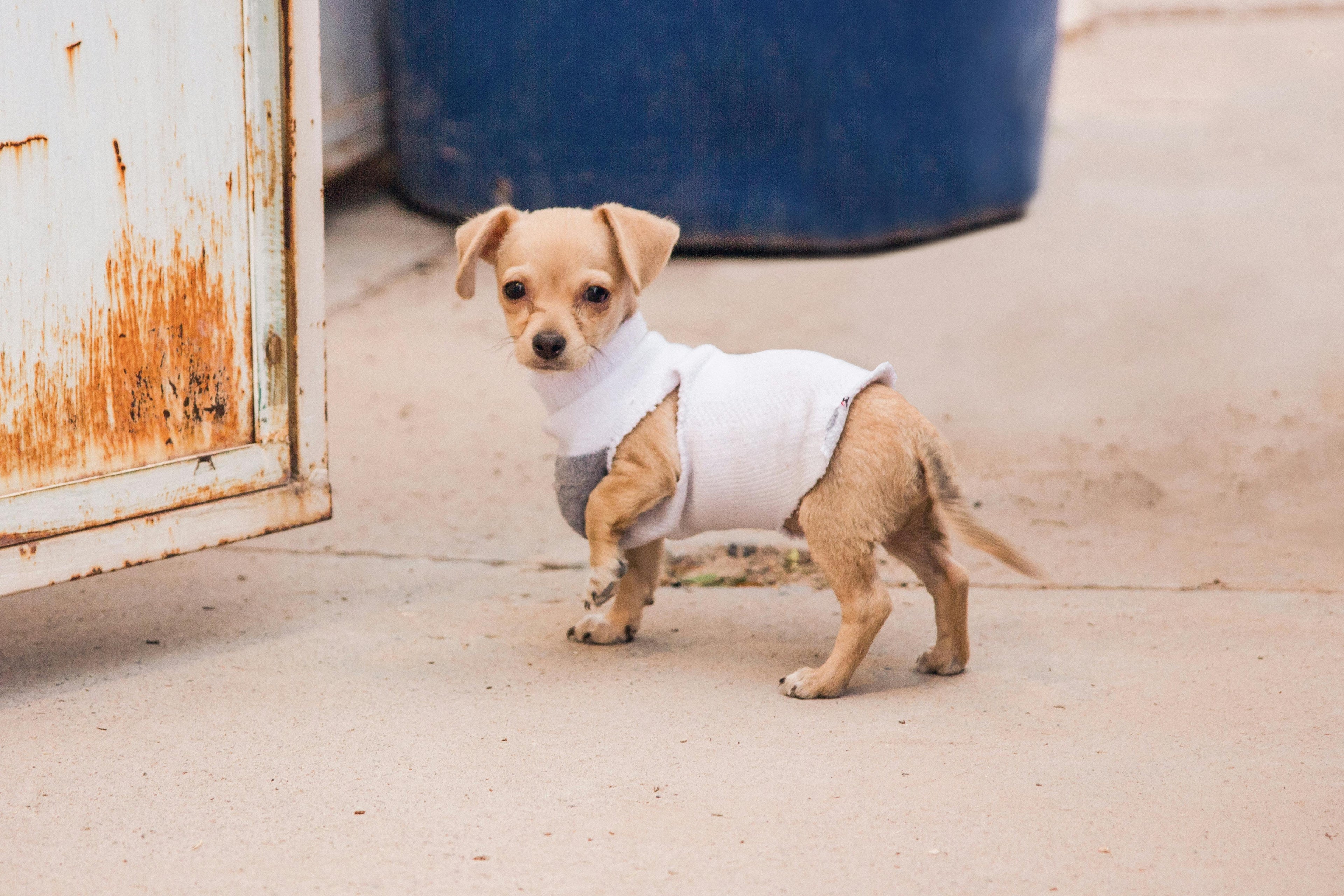Manteau Chihuahua Image
