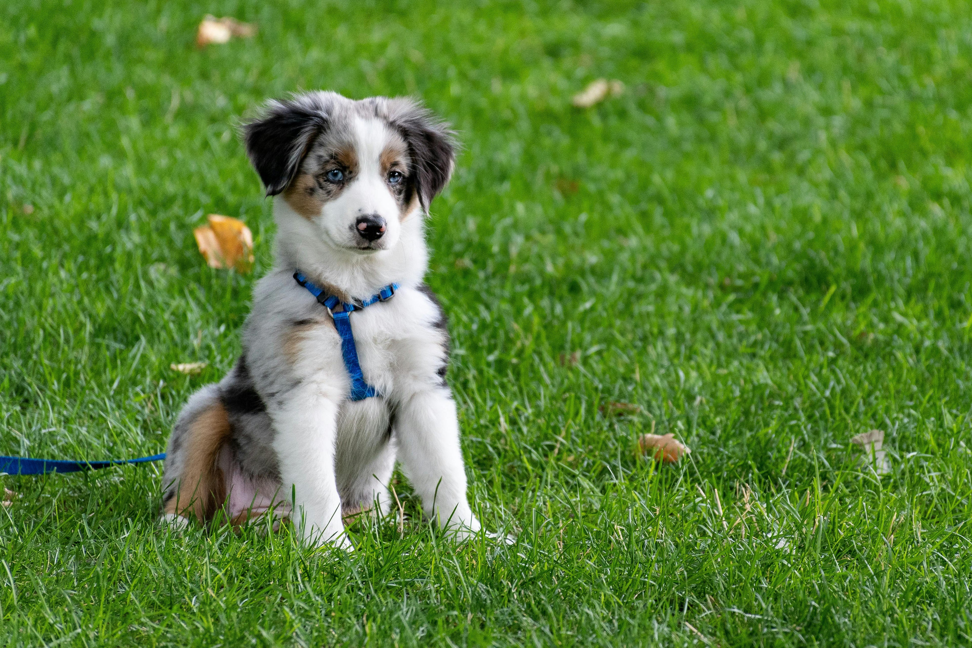 Laisse pour chiot Image
