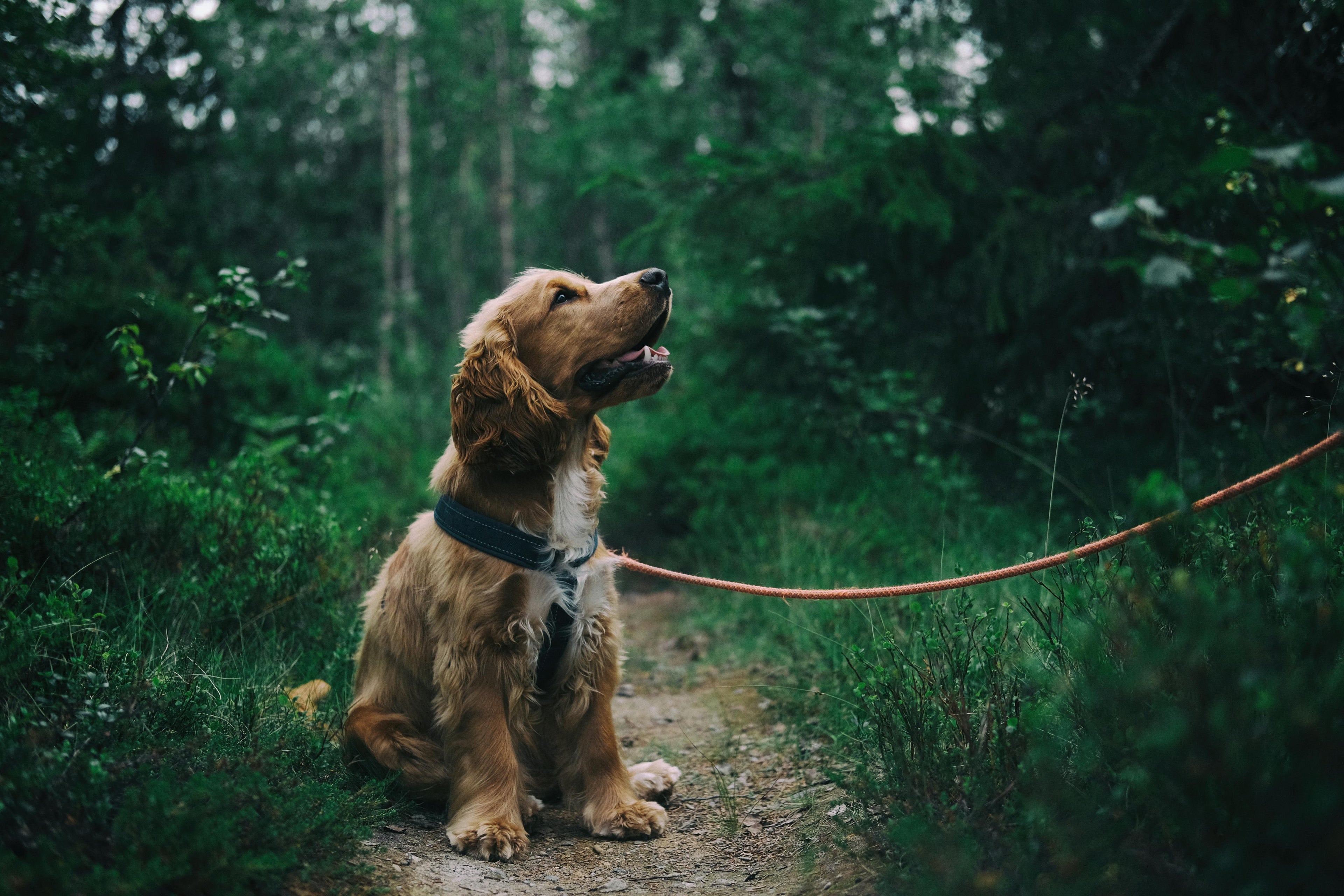 Laisse pour chien Image