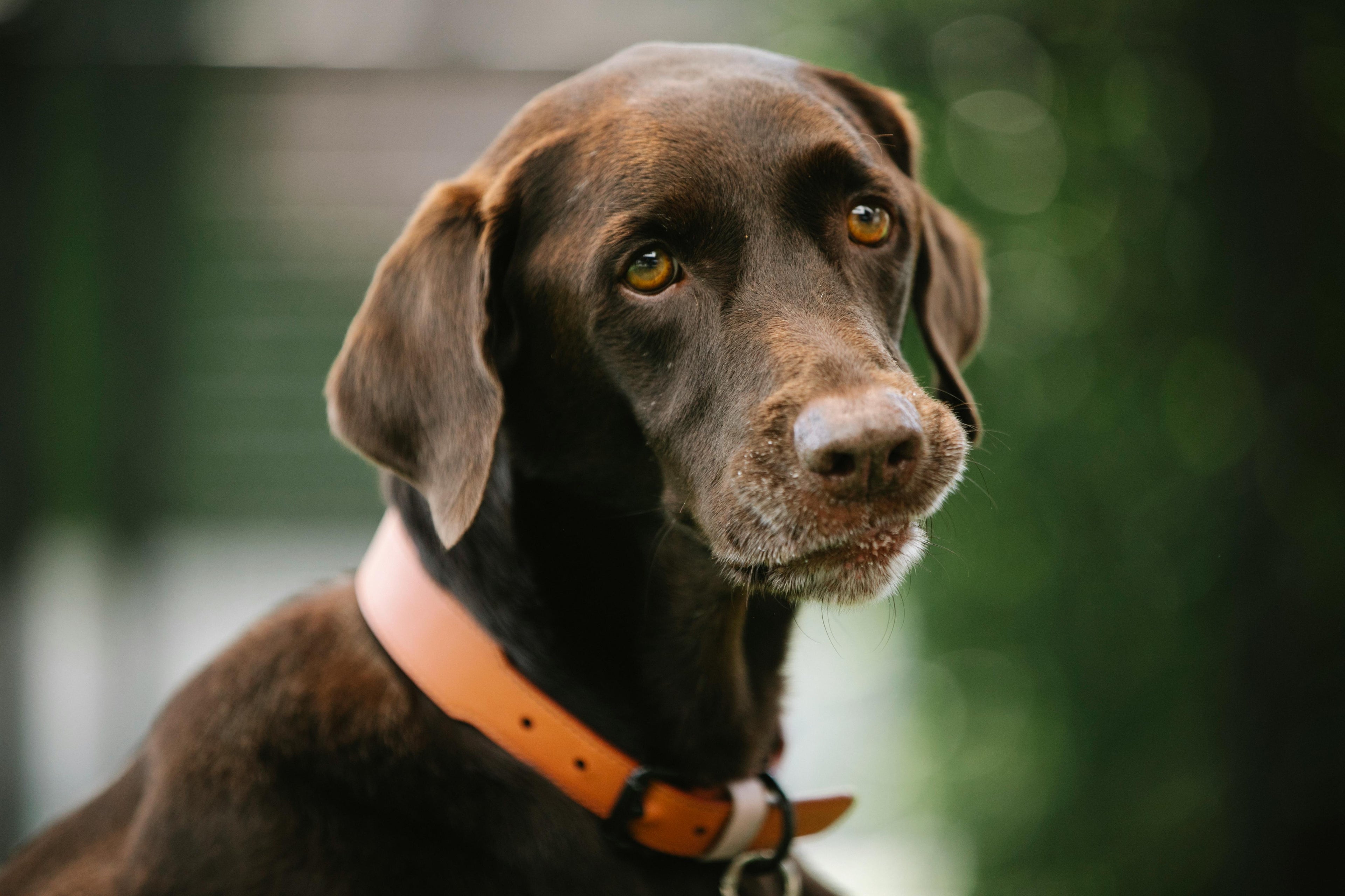 Collier chien Image