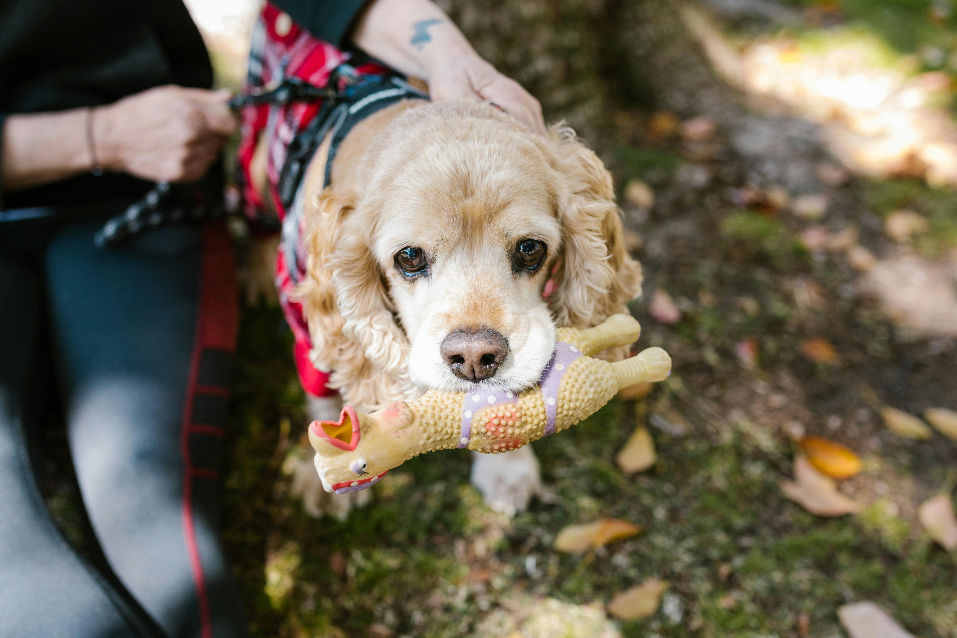 Jouet chiots Image