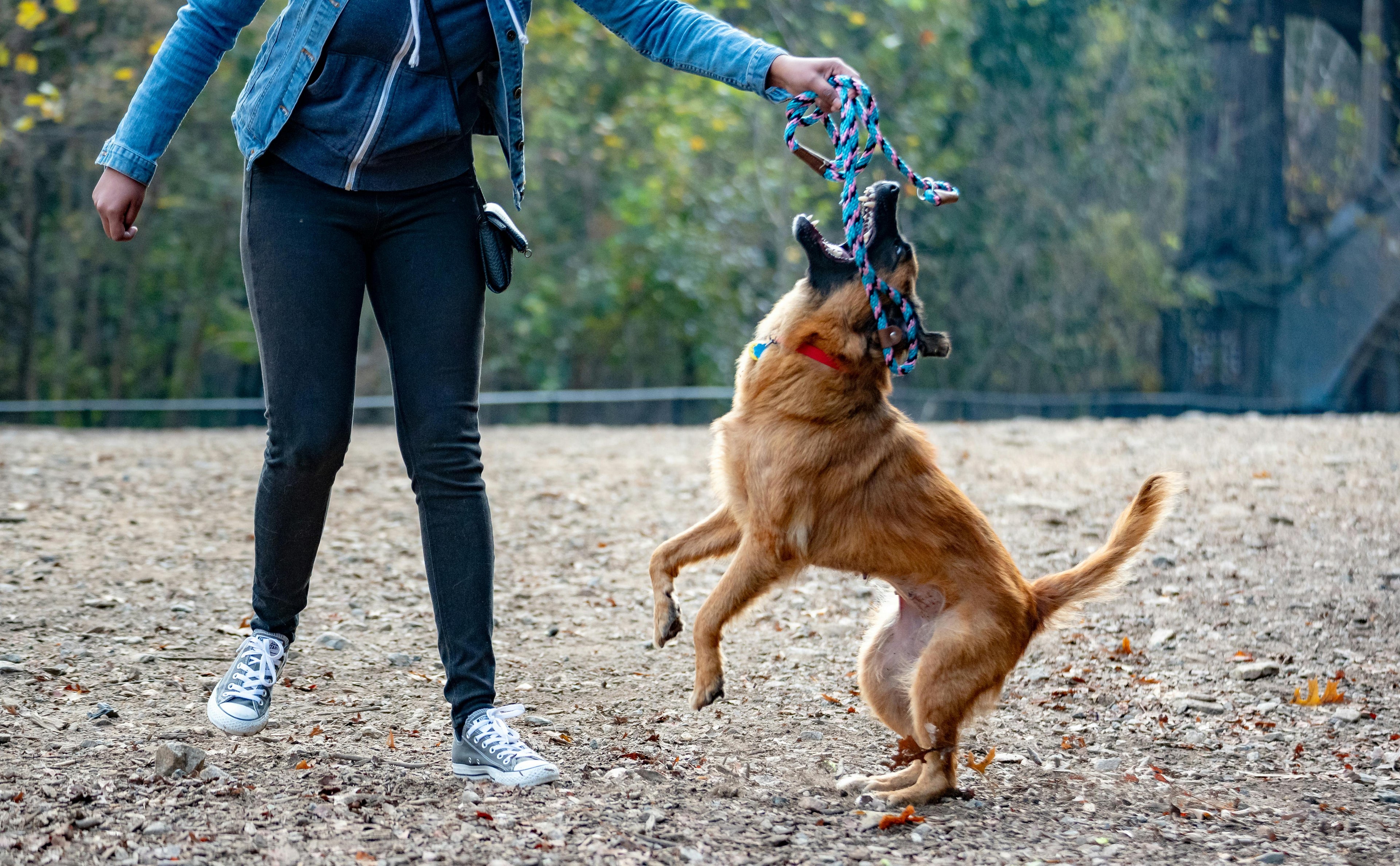 Jouet pour gros chien indestructible Image