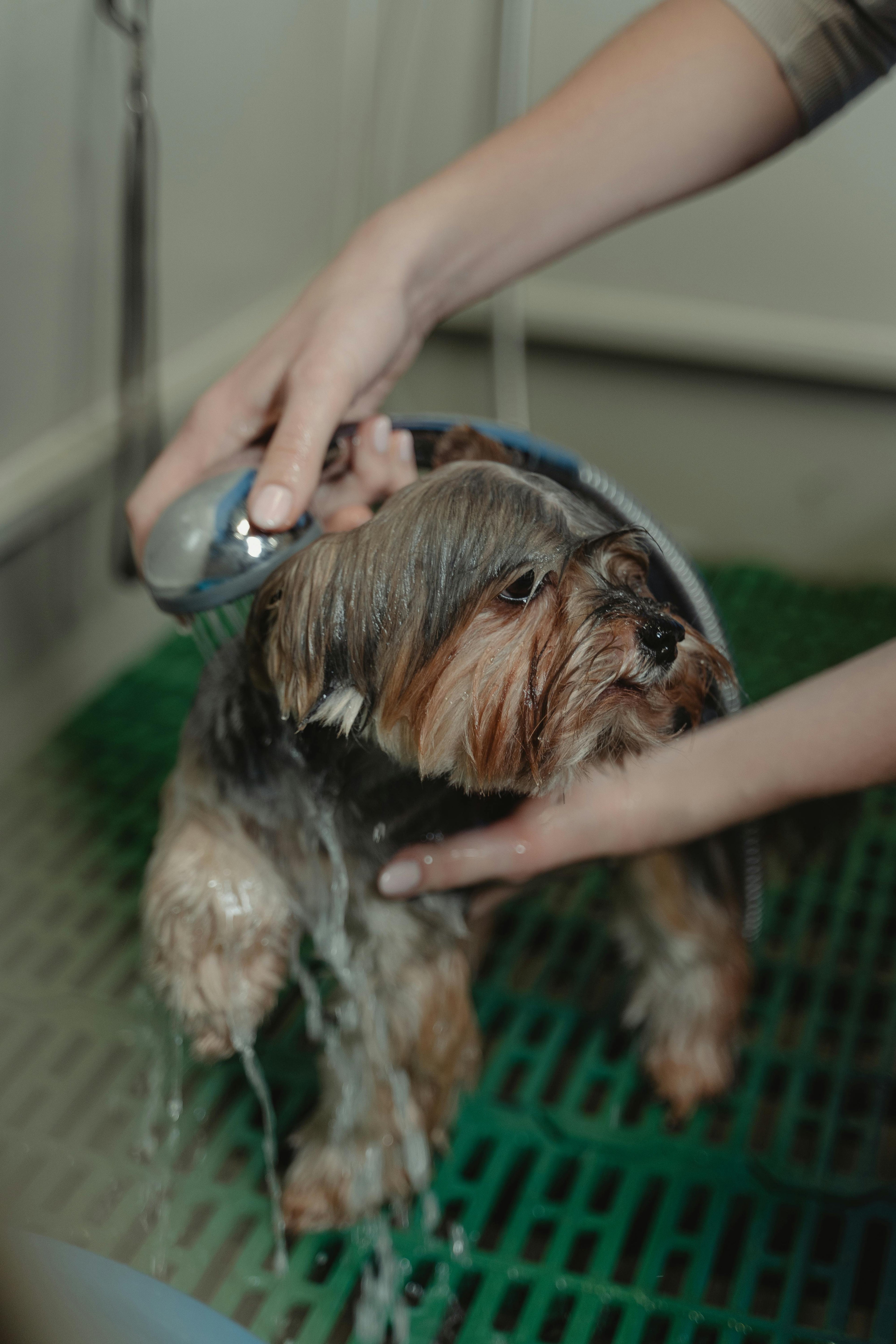 Toilettage chien Image