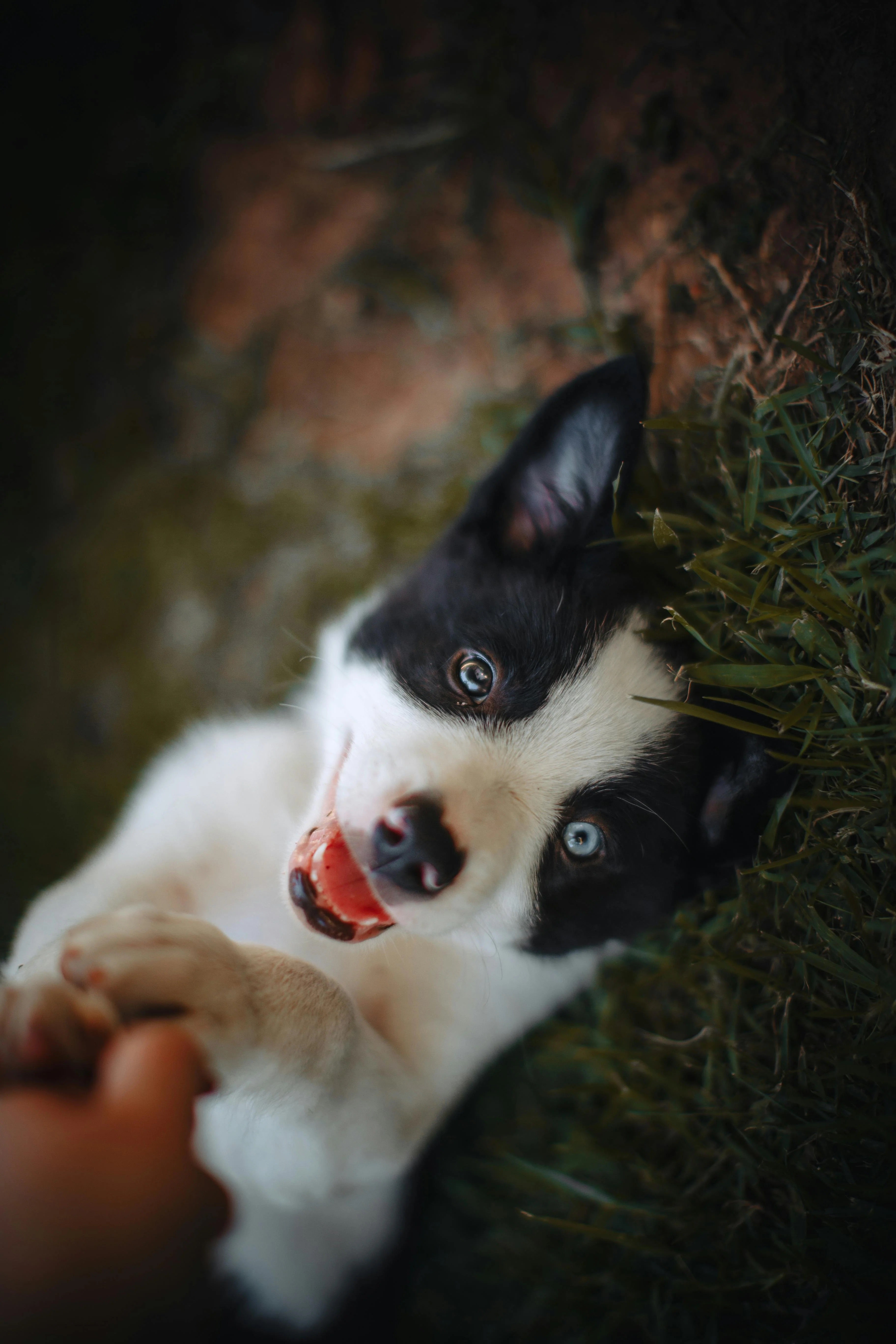 Chiot Image