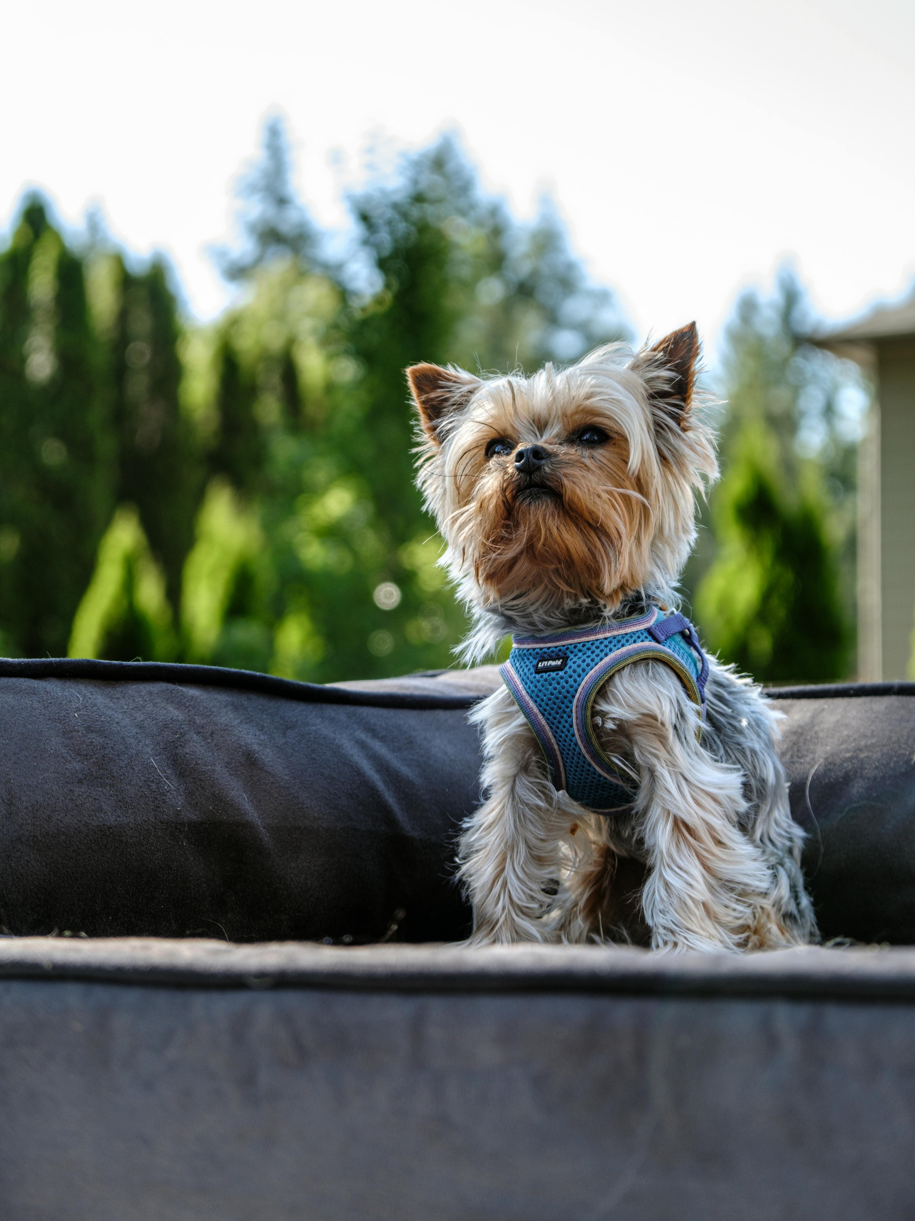Harnais pour petit chien Image