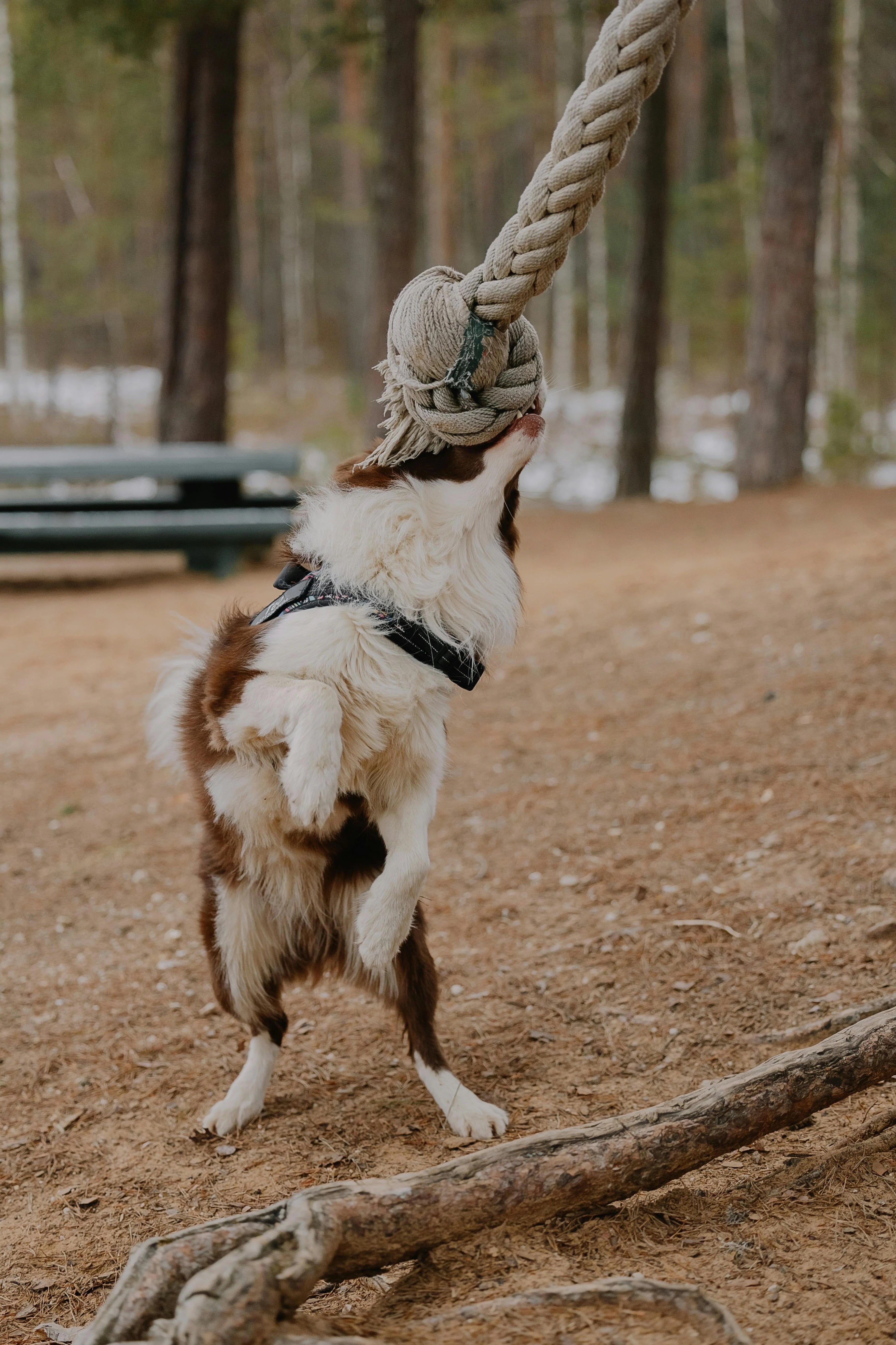 Jouet pour chien Indestructible Image