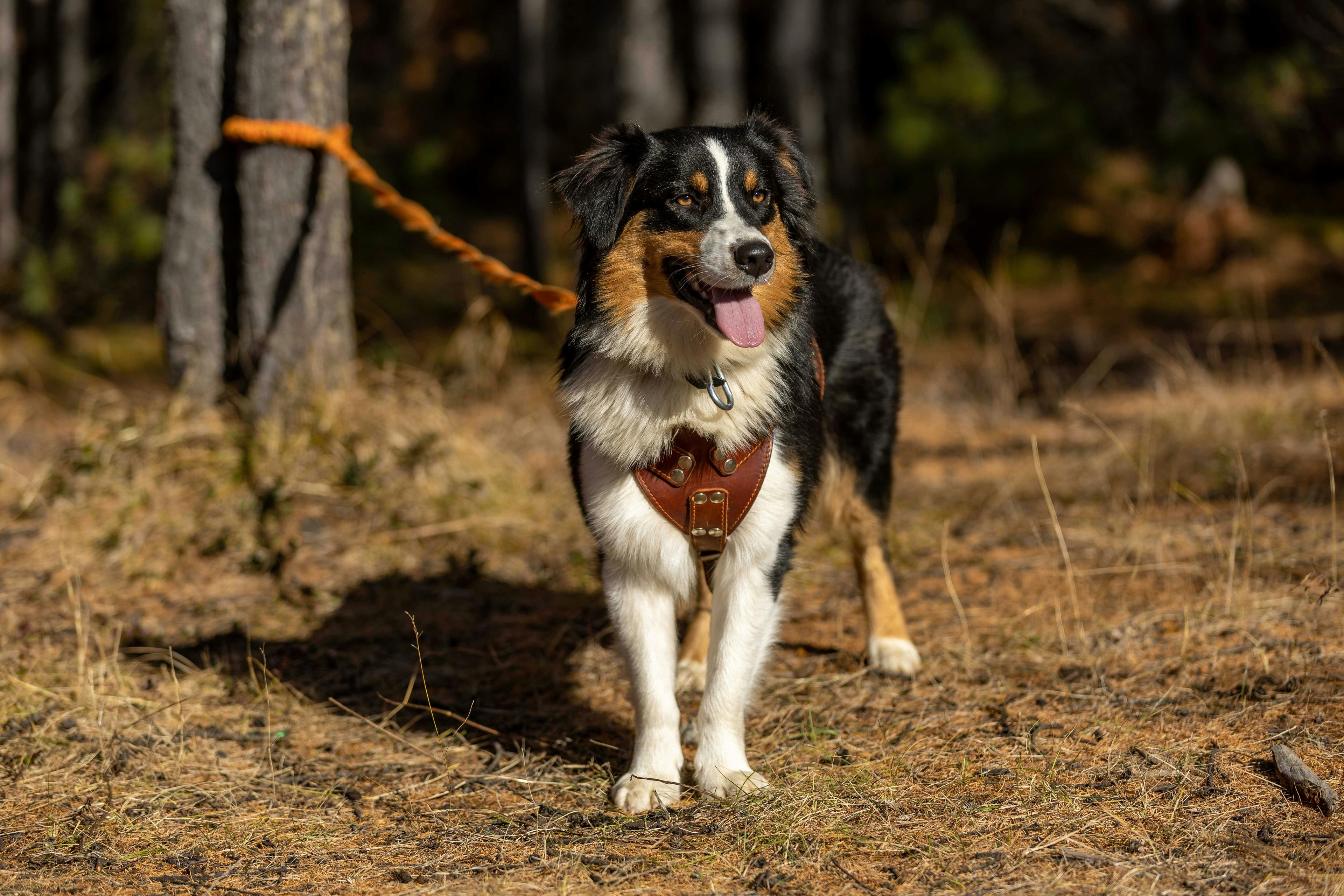 Harnais gros chien Image