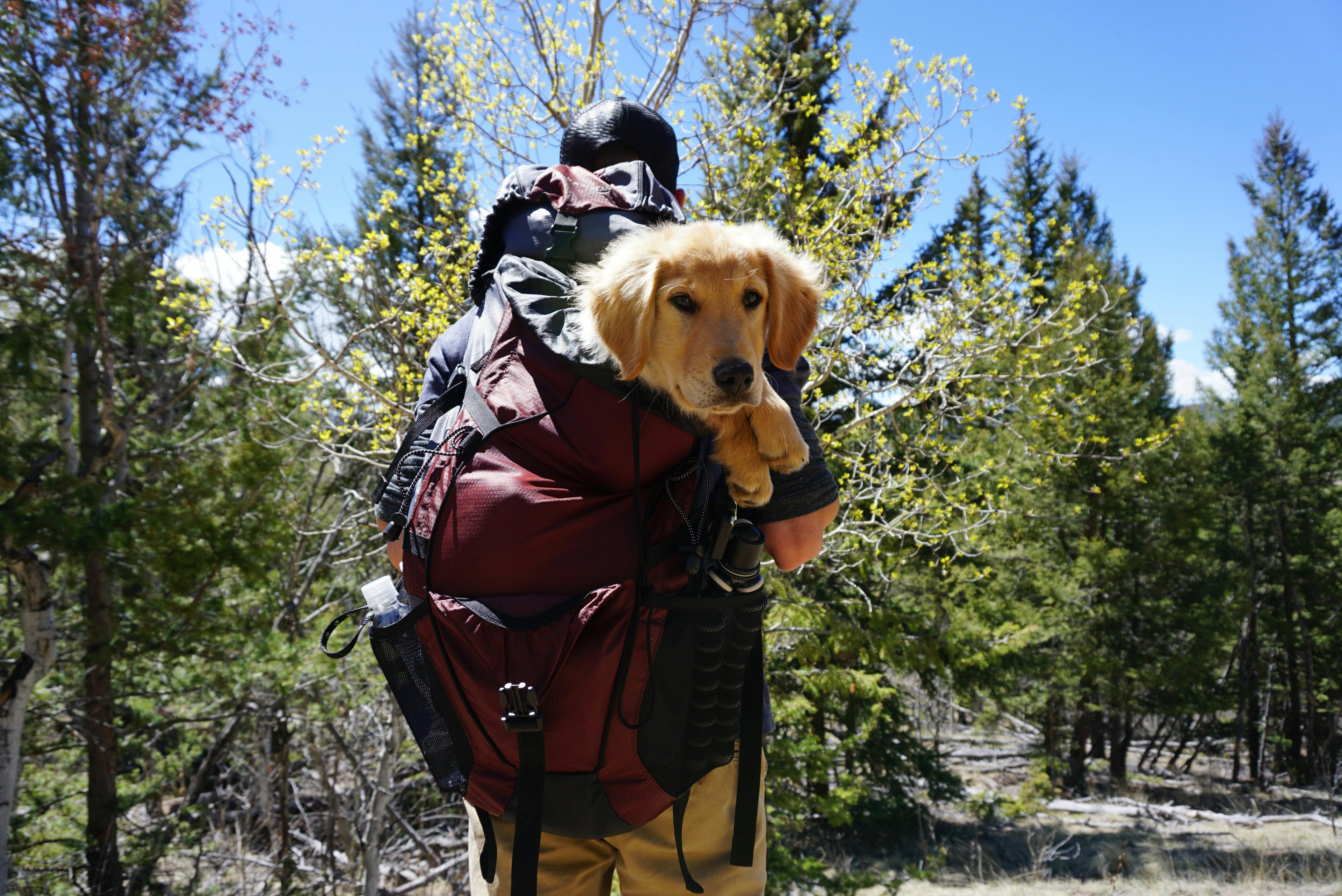 Sac a dos chien Image
