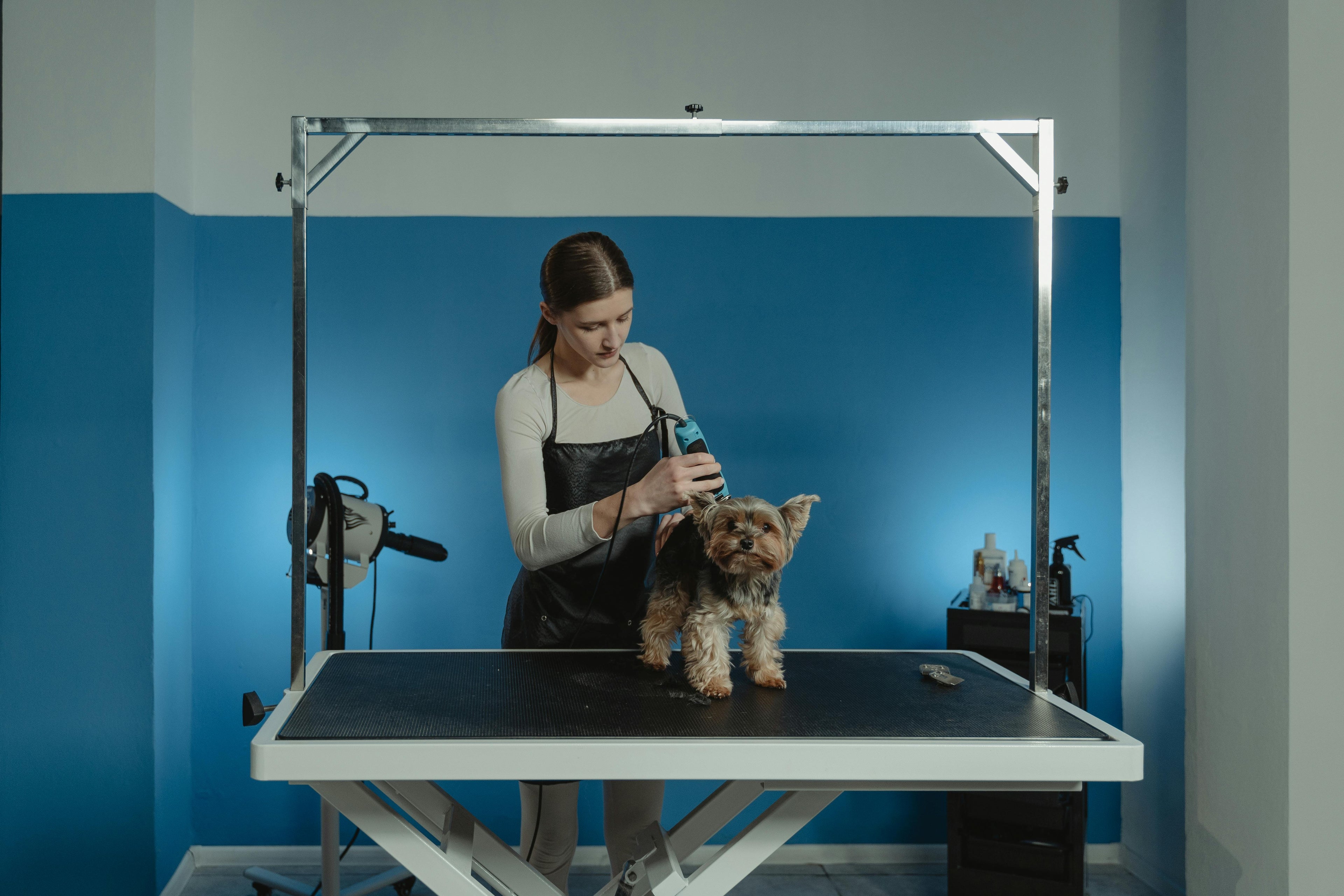 Table de toilettage chien Image